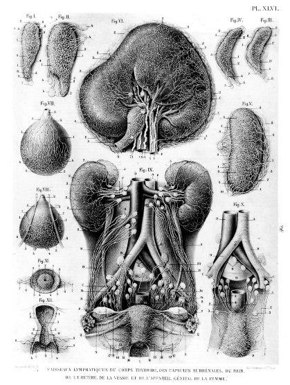 LDT Applications to Viscera: Thorax & Abdomen (LDV Th-Abd)