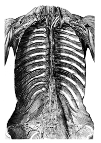 Lymph Drainage Therapy 1 (LDT1): Fluid Dynamics - Lymphatic Pathways - Anatomical Integrity