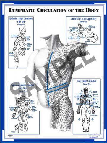  Chart: Lymphatic Circulation of the Body (CLCB)