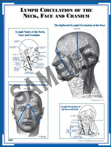 Chart: Lymph Circulation of the Neck, Face and Cranium (CLCF) Chart: Lymph Circulation of the Neck, Face and Cranium (CLCF)
