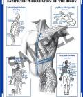  Chart: Lymphatic Circulation of the Body (CLCB)