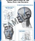 Chart: Lymph Circulation of the Neck, Face and Cranium (CLCF)