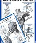 Charts (set of 2): Lymph Circulation Face & Body (CLCFB)