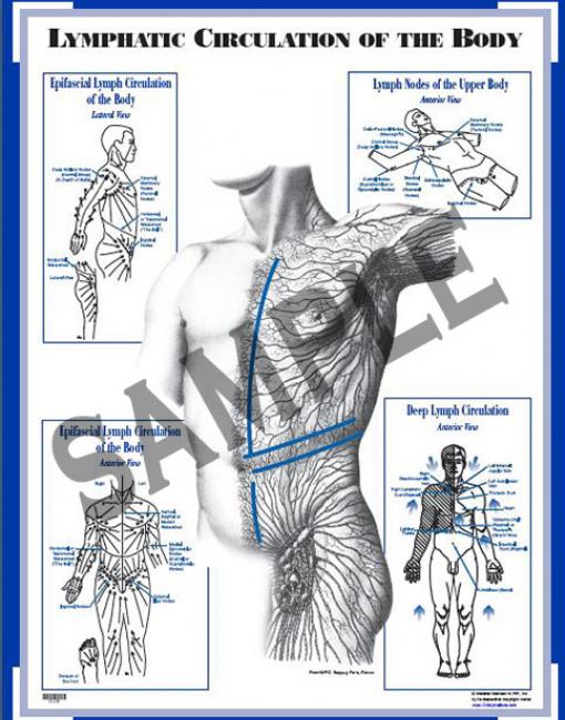  Chart: Lymphatic Circulation of the Body (CLCB)