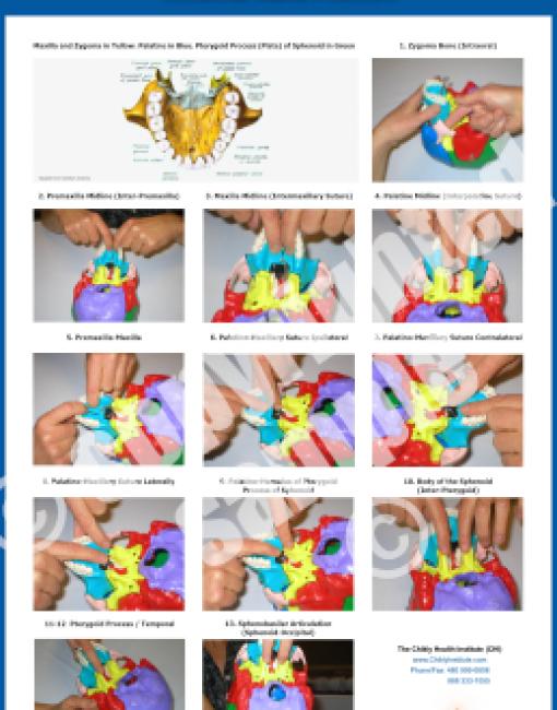 Intra-Oral Hands Position Poster From Fluid Articular Release Lower (FAR-L)